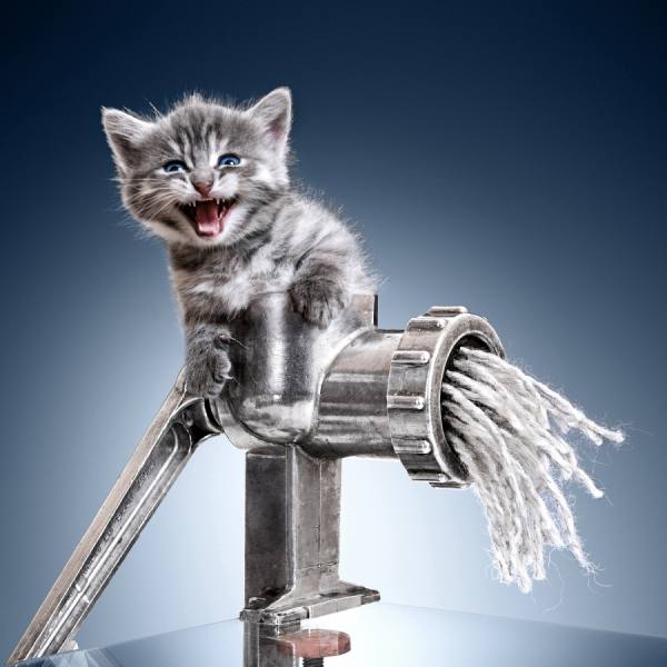 Photograph Lev Savitskiy Mincer Catshmere on One Eyeland